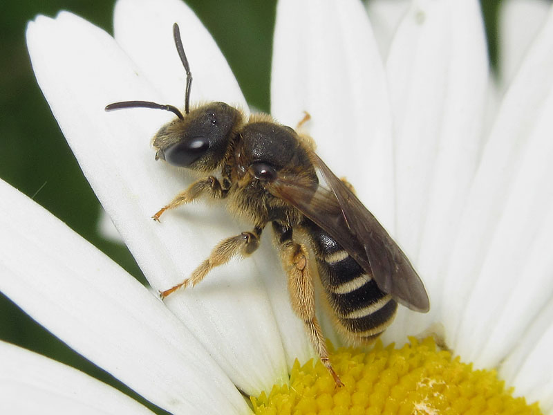 Halictus rubicundus, femmina (Apidae Halictinae)